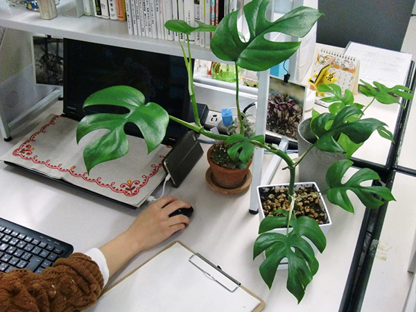 植物が社内コミュニケーションを活性化する グリーンアメニティのすすめ みんなの趣味の園芸 Nhk出版 トピック ニュース