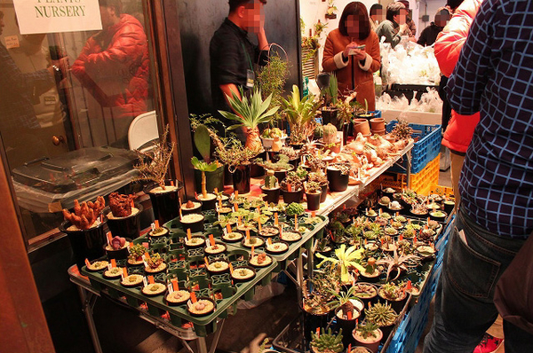 冬の大阪を熱くする熱帯植物の祭典 ボーダーブレイク 12月3日 4日開催 みんなの趣味の園芸