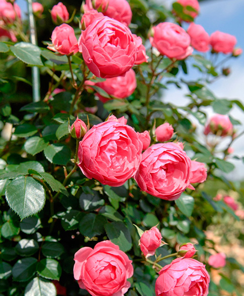 丈夫で美しいバラ シュラブローズが来た道 みんなの趣味の園芸