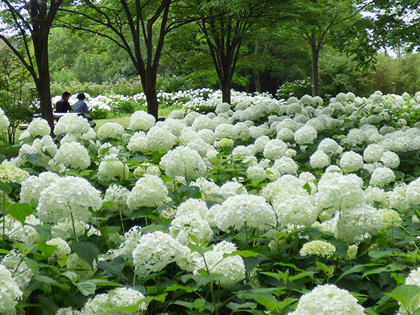 350品種約5万株が広がる日本有数のあじさい園 神戸市立森林植物園で 森の中のあじさい散歩 6 10 7 17 みんなの趣味の園芸