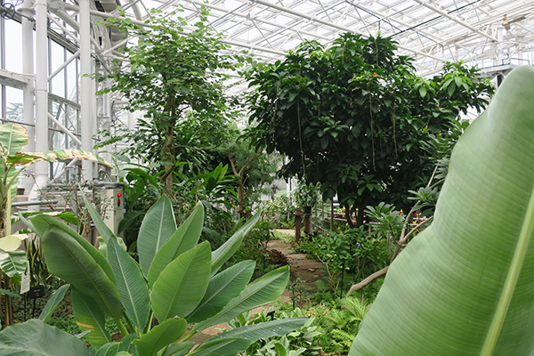 大リニューアルした温室がさらに充実 世界の植物ワンダーランド 神代植物公園 に出かけよう みんなの趣味の園芸 Nhk出版 トピック ニュース