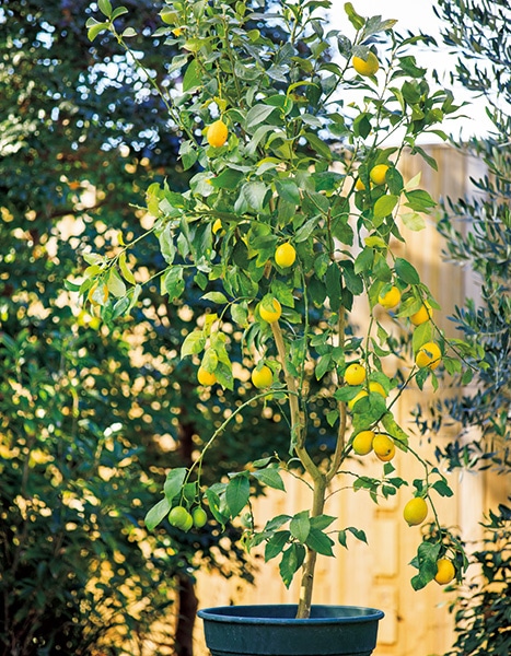 鉢植え レモン