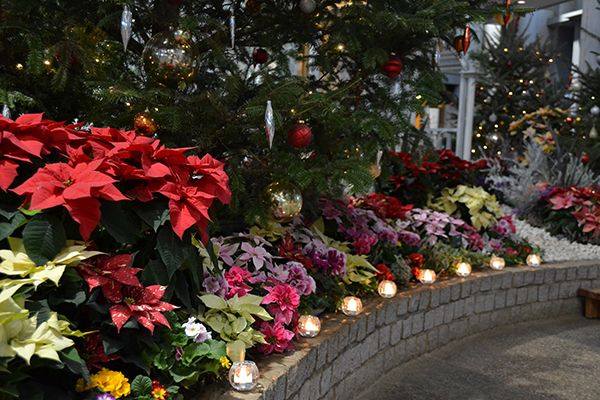 三陽メディアフラワーミュージアム 千葉市花の美術館 でクリスマスイベント開催中 トピック ニュース みんなの趣味の園芸