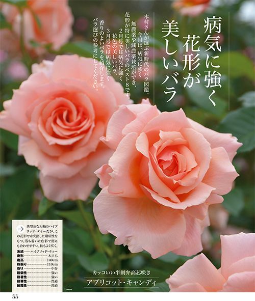 より美しく 強く シンプルに 新時代のバラ栽培 3号連続特集 第1回 好評発売中 趣味の園芸 1月号 トピック ニュース みんなの趣味の園芸