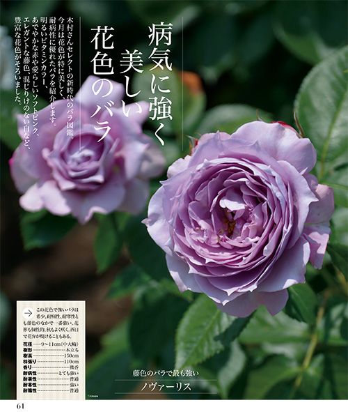 より美しく 強く シンプルに 新時代のバラ栽培 3号連続特集 第2回 好評発売中 趣味の園芸 2月号 みんなの趣味の園芸