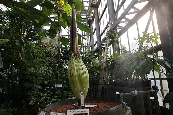 世界最大の 花 のひとつショクダイオオコンニャク 筑波実験植物園で開花直前 みんなの趣味の園芸 Nhk出版 トピック ニュース