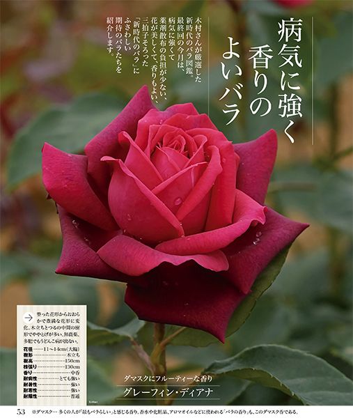 より美しく 強く シンプルに 新時代のバラ栽培 3号連続特集 最終回 好評発売中 趣味の園芸 3月号 みんなの趣味の園芸