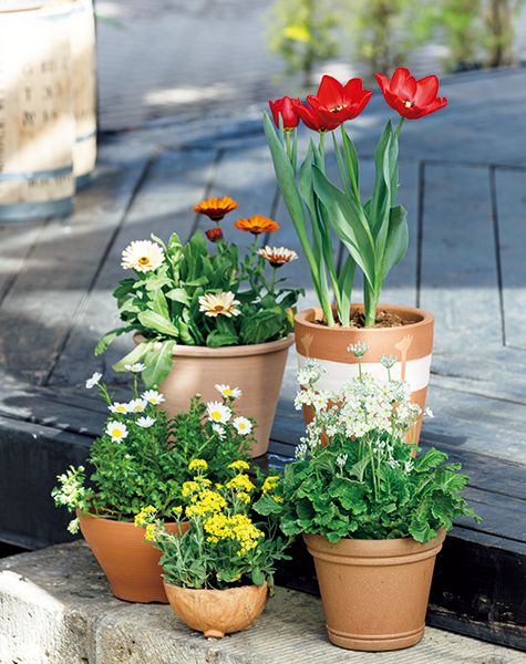 寄せ鉢 のススメ 香りも花も楽しむハーブ 今週の番組情報4 12 トピック ニュース みんなの趣味の園芸