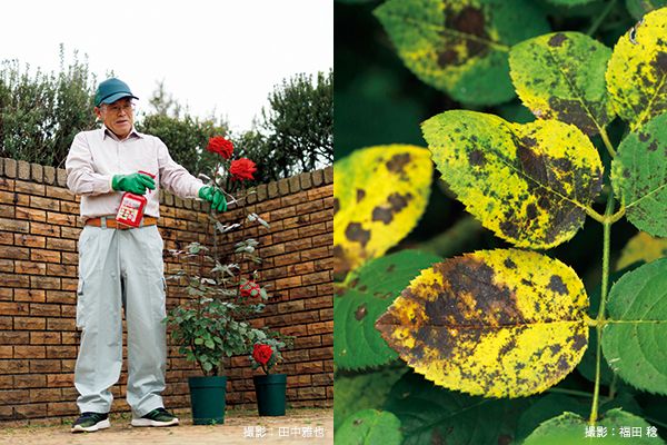 病気と害虫は早めに叩く 連載 レジェンド 鈴木満男さんに教わるバラ栽培の奥義 第3回 6月号 みんなの趣味の園芸