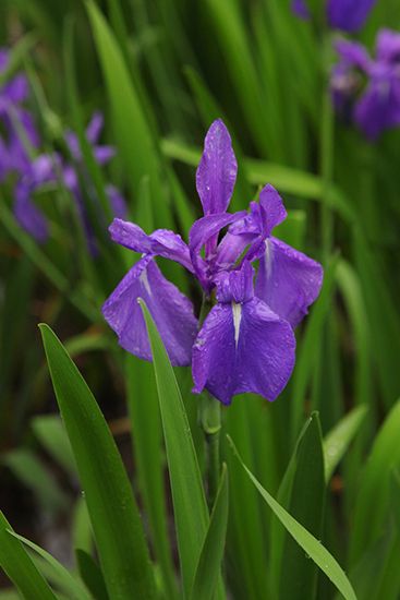 王朝文化を偲ばせる気品ある紫花 万葉の花 第3回 カキツバタ トピック ニュース みんなの趣味の園芸