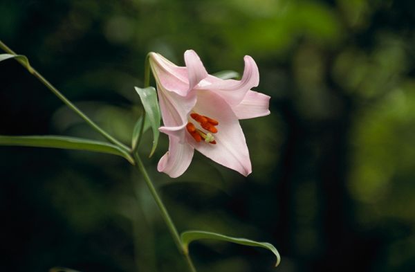 日本の自然の中で育まれた野生のユリたち 万葉の花 第4回 ユリ トピック ニュース みんなの趣味の園芸