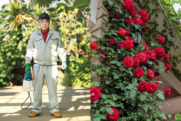 つるバラは 7月 に剪定 誘引する 連載 レジェンド 鈴木満男さんに教わるバラ栽培の奥義 第4回 7月号 みんなの趣味の園芸