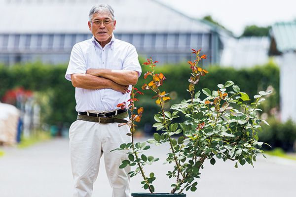 アッ と驚く とっておきのバラ再生法 連載 レジェンド 鈴木満男さんに教わるバラ栽培の奥義 第7回 10月号 みんなの趣味の園芸