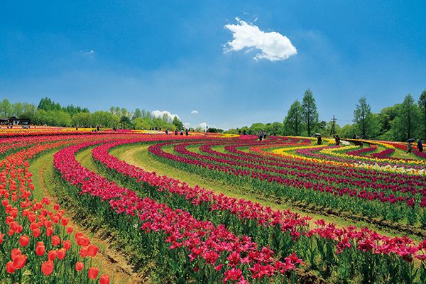 広島 世羅高原農場の チューリップ祭 4月15日から トピック ニュース みんなの趣味の園芸