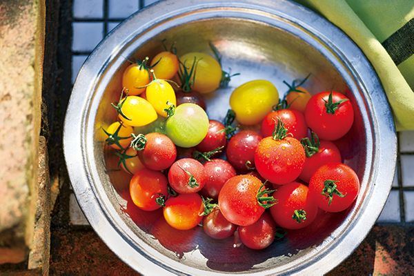 夏野菜人気no 1のミニトマト 重要な苗選び みんなの趣味の園芸 Nhk出版 トピック ニュース