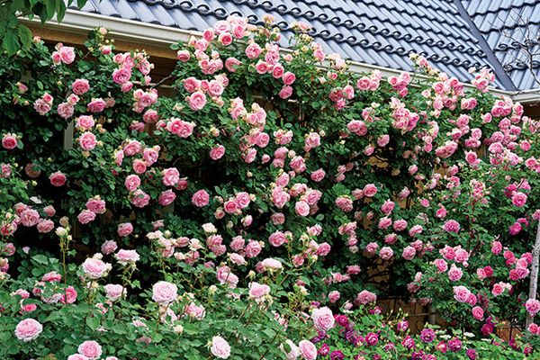 日本でつるバラを楽しむなら シュラブのつる仕立て が最適な理由 みんなの趣味の園芸