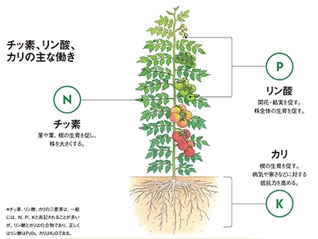 肥料の三要素 チッ素 リン酸 カリの働きは トピック ニュース みんなの趣味の園芸