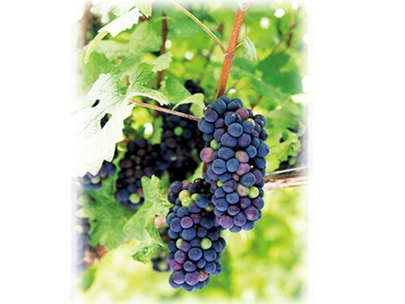 鉢植えでもできる ブドウ栽培 みんなの趣味の園芸 Nhk出版 トピック ニュース