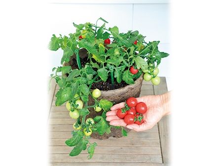 実がついたミニトマト苗を買ったのに株が育たない どうすれば トピック ニュース みんなの趣味の園芸