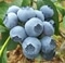 楽しくブルーベリー栽培！