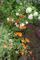 放任で印象的な花スパキラシス〜100キン球根