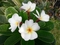 Dwarf Plumeria "Harmonious"