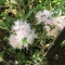 Melaleuca 'Cotton Candy'