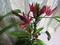 真っ赤な花のパぼニアインテルメデイア