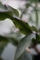 リプサリス　パラドクサの花
