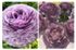 Ranunculus Elegance® Malva