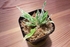 念願のAsplenium Variegated