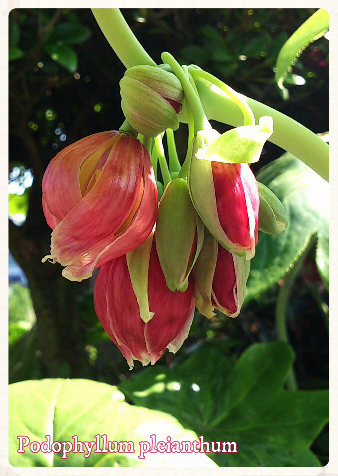 ハッカクレンの写真 by Ouchi. ハッカクレン Podophyllum pleianthum