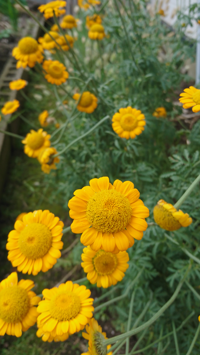 オレンジカモミール  春に種まきをして翌年に咲きました 開花までに1年以上かかりまし