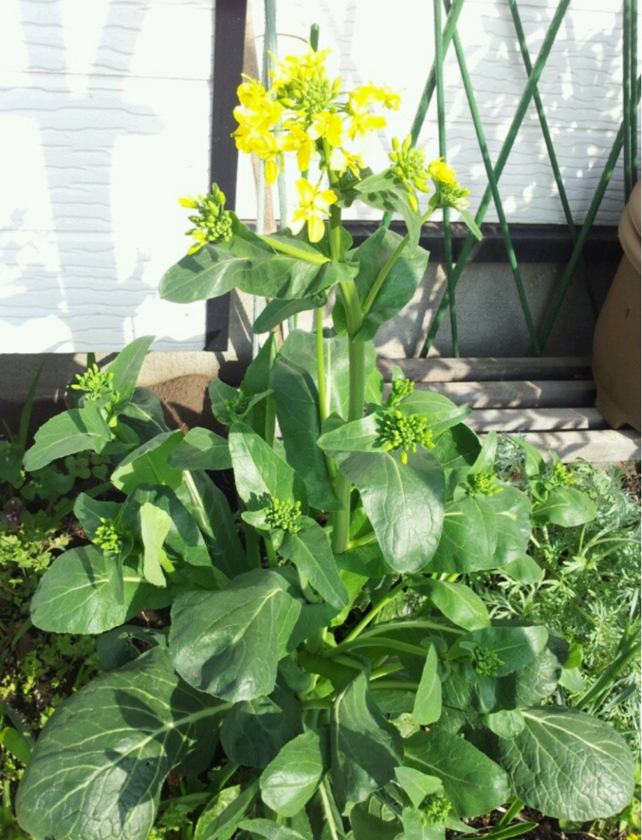 小松菜  残った肥料を吸わせる為に種をまいたら花が咲いた