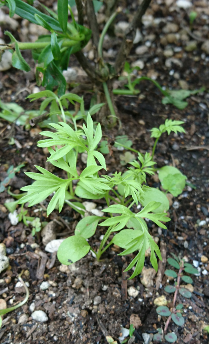 ニゲラ こぼれ種から発芽。 ここに植えたいものがあったので、掘り起こして別の場所へ