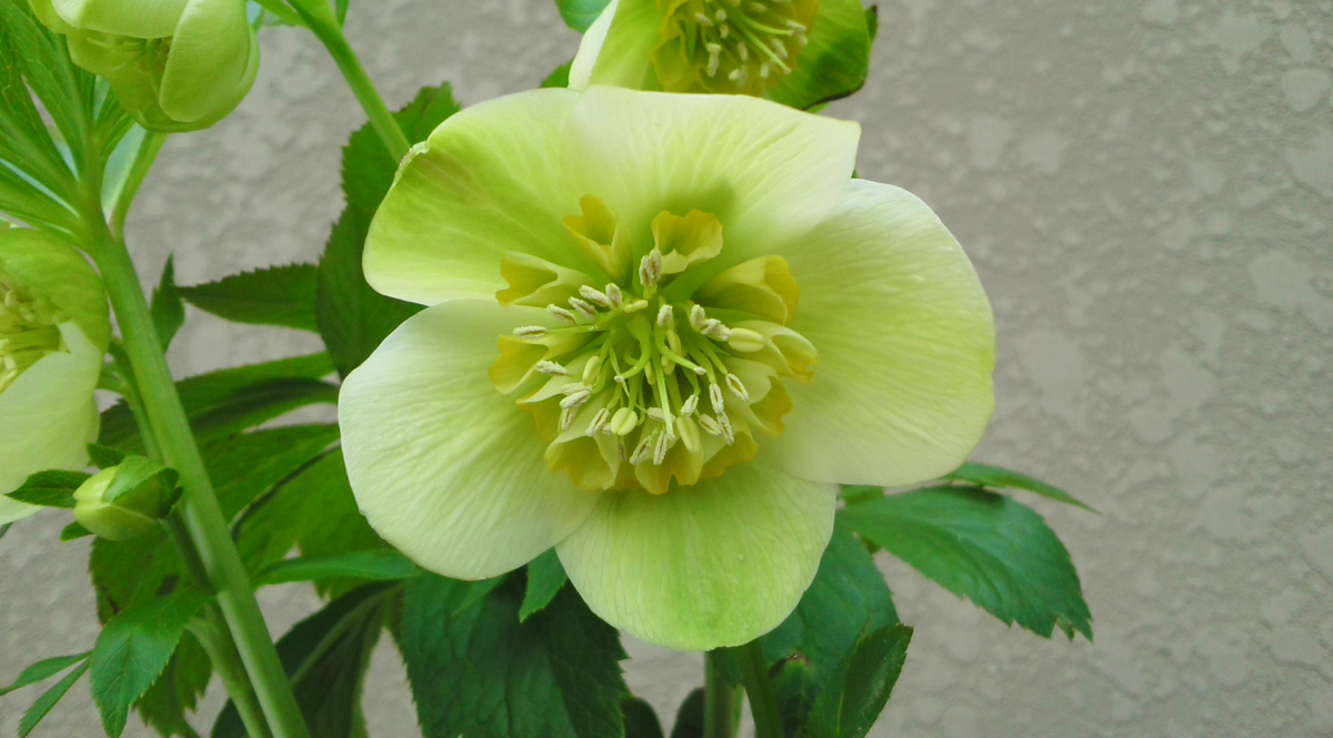 この花は((ダブルバイカラー♀ⅹ(ボッコネイ♀ⅹシングルゴールド♂)♂)♀ⅹ(オドルス ゴール