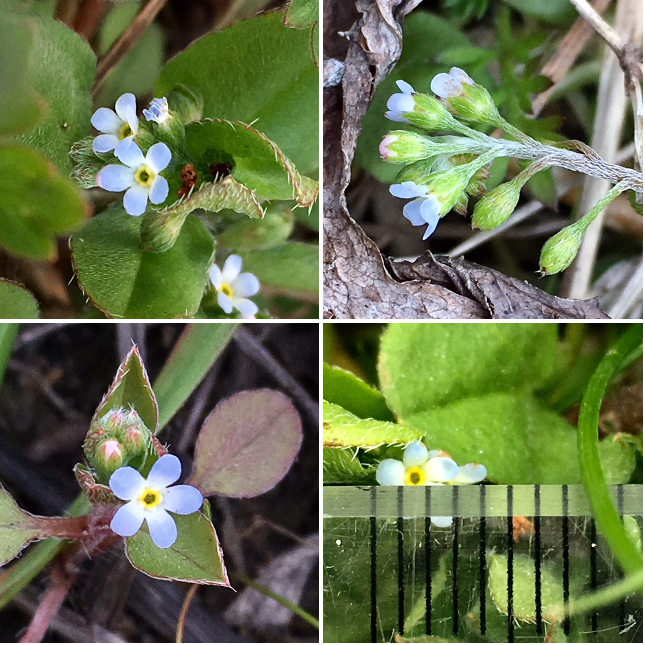 【胡瓜草：キュウリグサ】 花径：約３ｍｍ（目測どおり） 📷２０１８/１/２１～２/９  