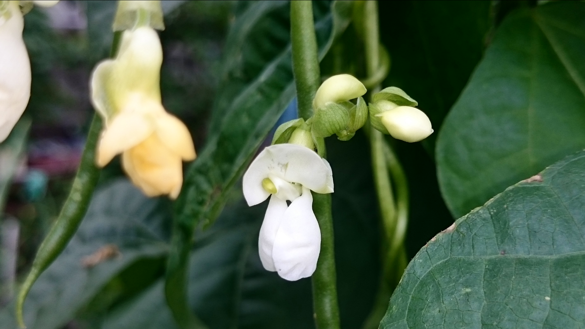 インゲン豆の花…