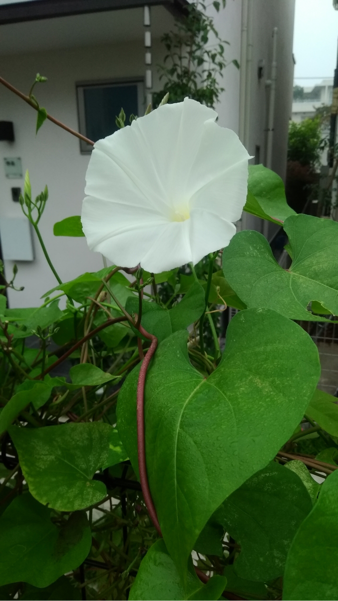一昨年に真っ青な花だったタネから、突然真っ白な花が咲きました。そんなことってある