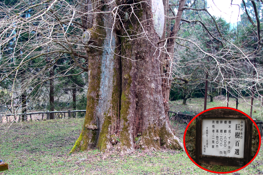 宮崎県に有る大イチョーを見に行きました。 旅先から（ ＾ω＾）・・・