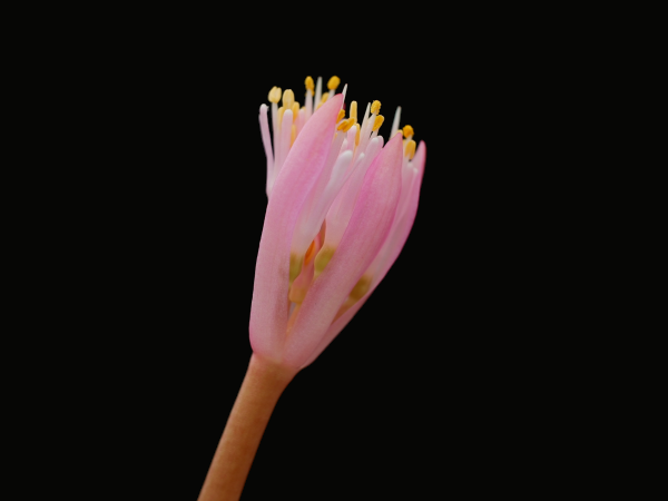 Haemanthus barkerae