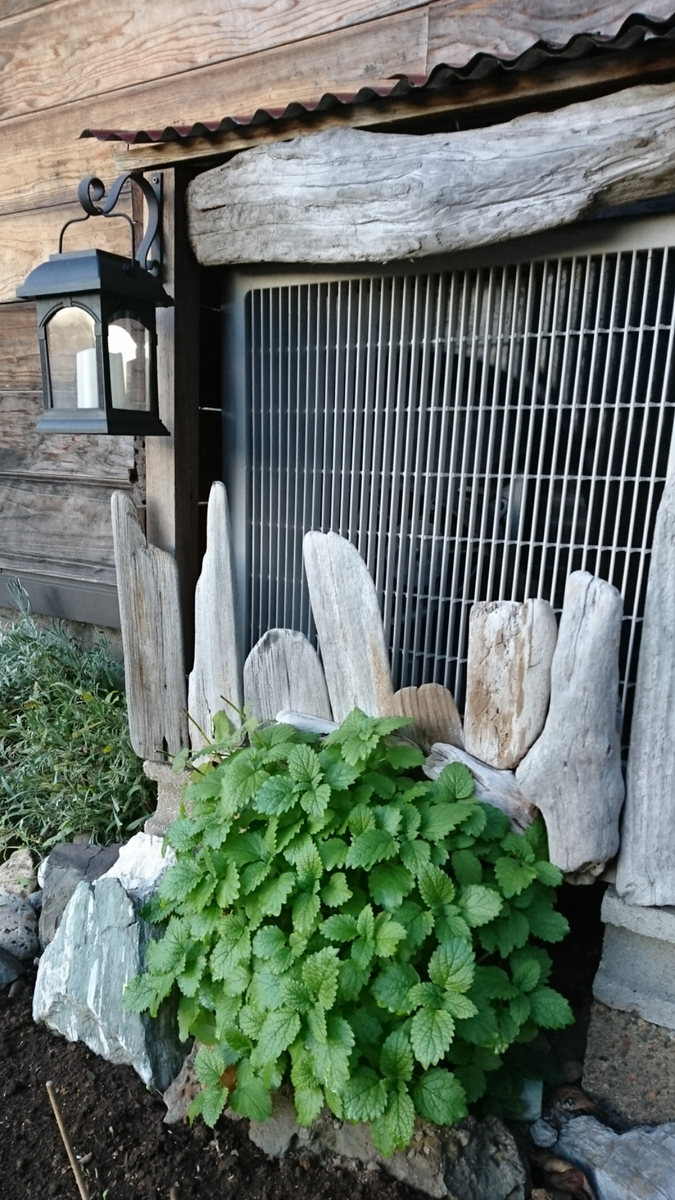 室外機の下からレモンバーム 2019年11月  2年前の秋ごろ、室外機の前の花壇に種まきレ