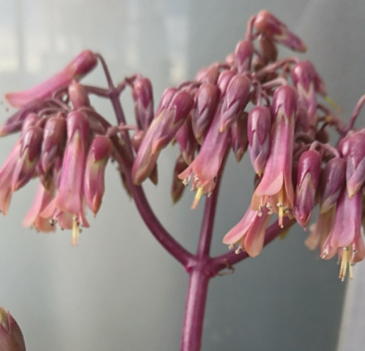 子宝草 花が咲きました(*^^*)