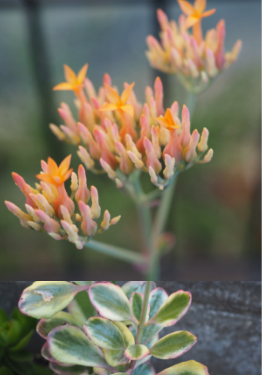 ファリナセア錦の花