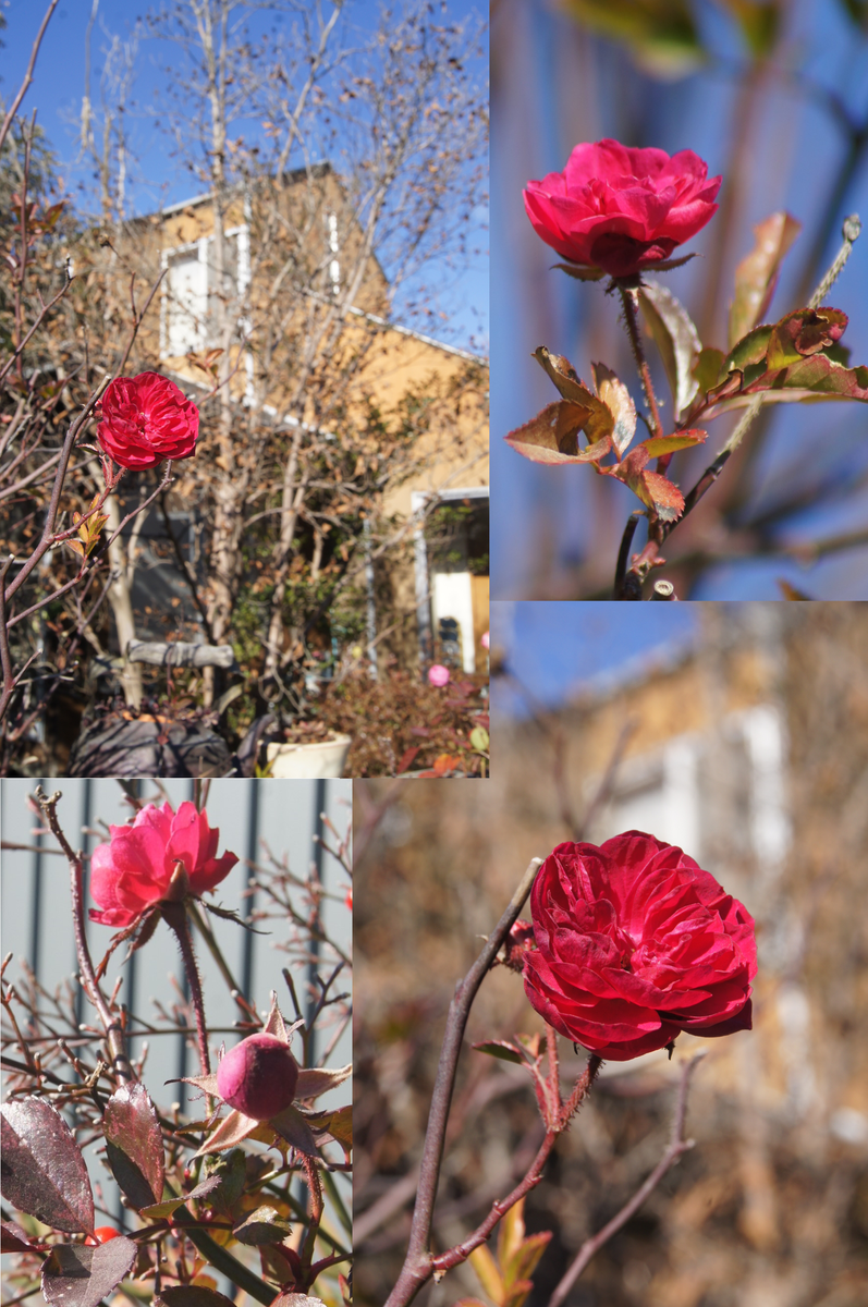 『花車』のお隣の真っ赤なつるばら🌹 名前はわかりませんが、春になると それは沢山の