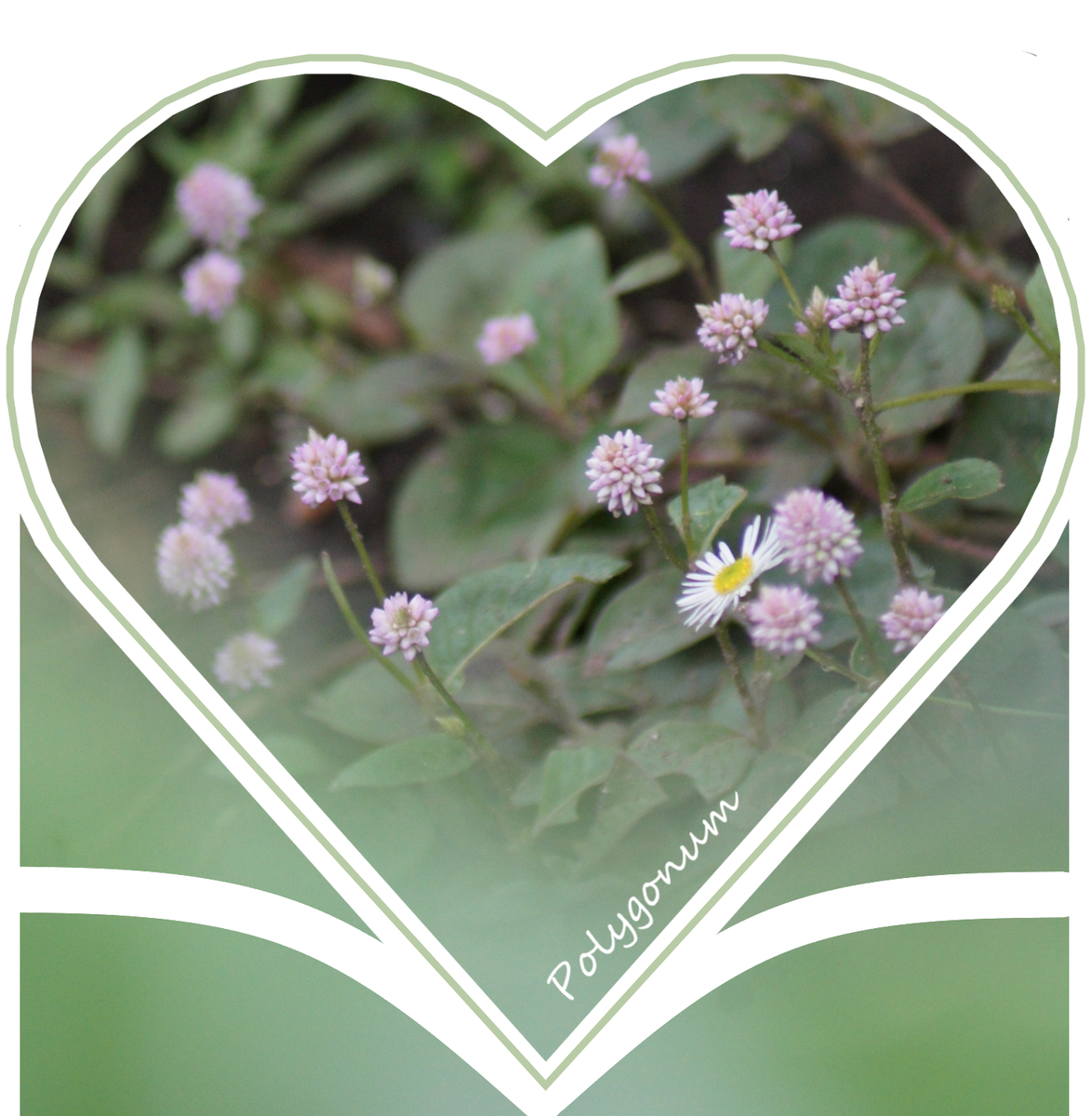 ヒメツルソバの写真 by 森の妖精 🏠昨日の庭から・・🌼🌳 また可愛いお花を咲かせていま