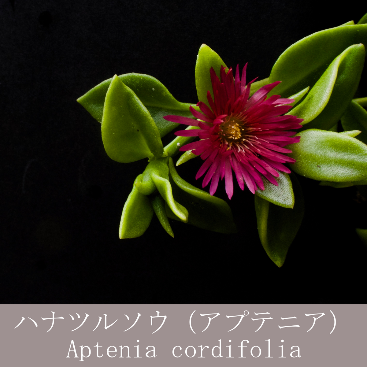 アプテニアの写真 by ひるねる ハナツルソウ（花蔓草） 学名／Aptenia cordifolia 別