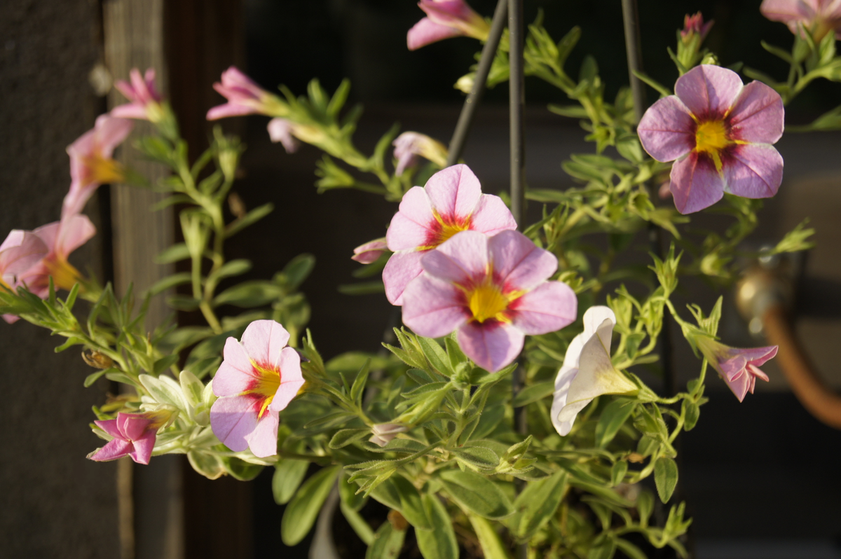 🏡昨日のお花達・・🌺🌹🌳 ミリオンベルも玄関で出迎えてくれます😊