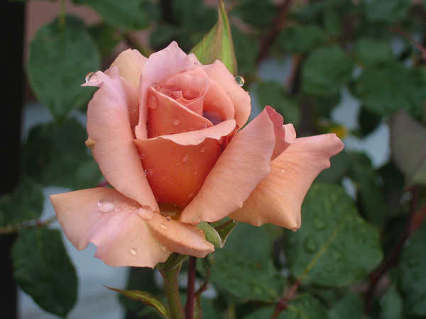 ブラウン   花言葉は”ミステリアス” この花は春の花、秋にはもっと謎めいた色になりま