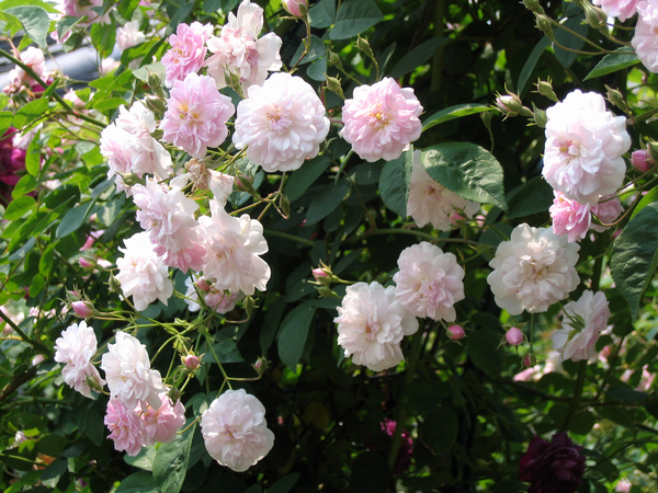 小輪の花 ”若すぎる””別れ” へこむような意味ばかり。 こんなに可愛く美しいのに残念